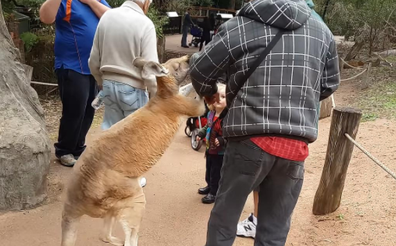 游客在上海野生动物园被袋鼠暴揍 还有人被袋鼠扇耳光 游客在上海野生动物园被袋鼠暴揍 还有人被袋鼠扇耳光