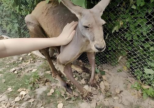 游客在上海野生动物园被袋鼠暴揍 还有人被袋鼠扇耳光 游客在上海野生动物园被袋鼠暴揍 还有人被袋鼠扇耳光