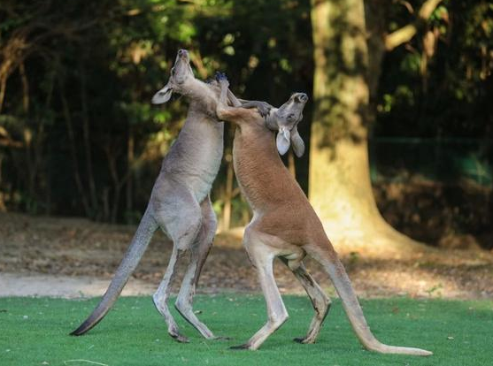 游客在上海野生动物园被袋鼠暴揍 还有人被袋鼠扇耳光 游客在上海野生动物园被袋鼠暴揍 还有人被袋鼠扇耳光