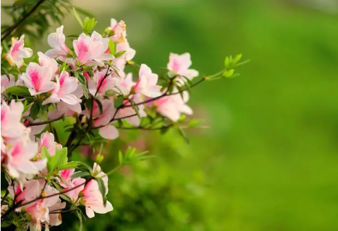 换季流感来势汹汹，这种菌居然能帮大忙？