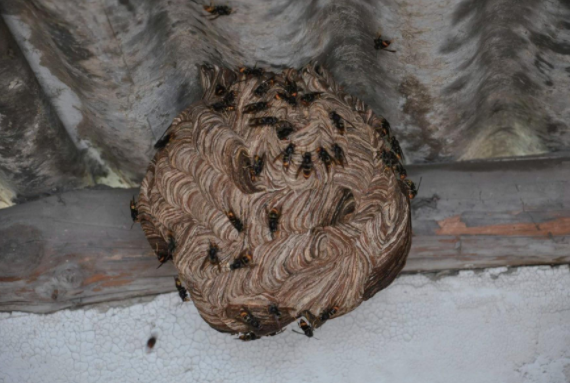 安徽一男子由于兴趣爱好掏马蜂窝,被蛰到昏迷在30多米高的树上 安徽一男子由于兴趣爱好掏马蜂窝,被蛰到昏迷在30多米高的树上