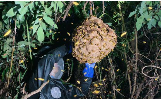 安徽一男子由于兴趣爱好掏马蜂窝,被蛰到昏迷在30多米高的树上 安徽一男子由于兴趣爱好掏马蜂窝,被蛰到昏迷在30多米高的树上