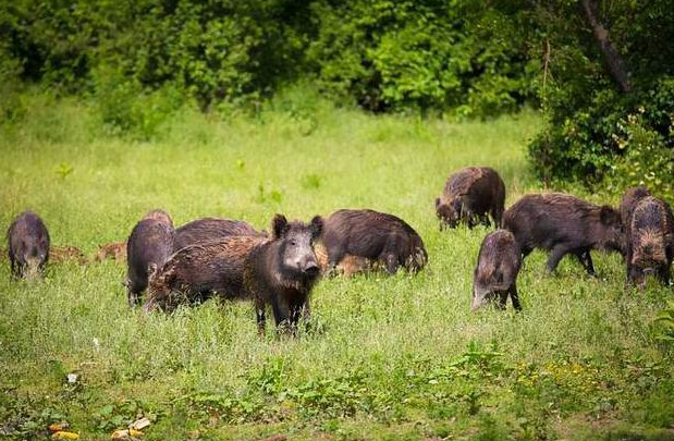 野猪泛滥已危害全国26省份 人类与野猪如何共处才和谐?