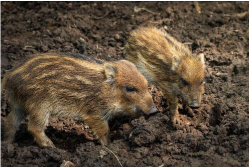 野猪泛滥已危害全国26省份 人类与野猪如何共处才和谐?