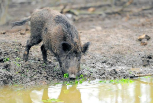 野猪泛滥已危害全国26省份 人类与野猪如何共处才和谐?