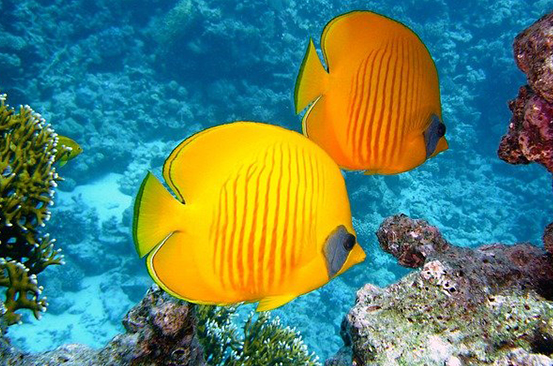 动物界最大谜团之一!120年还没被人找到一只成年体