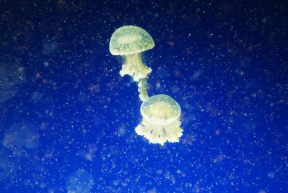 动物界最大谜团之一!120年还没被人找到一只成年体 动物界最大谜团之一!120年还没被人找到一只成年体