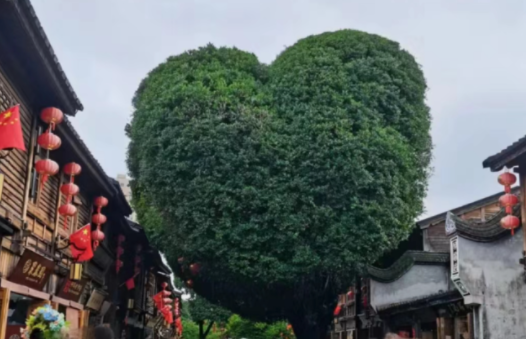 福州文旅连夜修剪“屁股树” 福州爱心树被剪成“蜜桃臀” 福州文旅连夜修剪“屁股树” 福州爱心树被剪成“蜜桃臀”