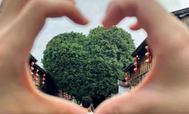 福州文旅连夜修剪“屁股树” 福州爱心树被剪成“蜜桃臀” 福州文旅连夜修剪“屁股树” 福州爱心树被剪成“蜜桃臀”