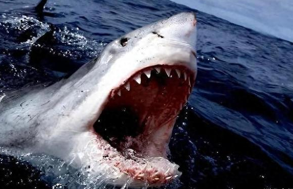 东帝汶渔民在鲨鱼腹中发现女子遗骸 哪几种鲨鱼最容易攻击人?
