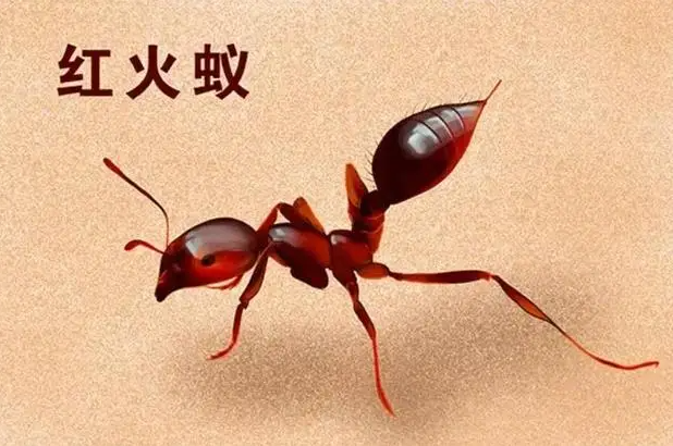 我国首次截获黑脊红蚁 如果入境会造成什么危害?