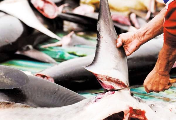 东帝汶渔民在鲨鱼腹中发现女子遗骸 哪几种鲨鱼最容易攻击人?