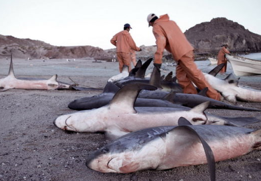 东帝汶渔民在鲨鱼腹中发现女子遗骸 哪几种鲨鱼最容易攻击人?