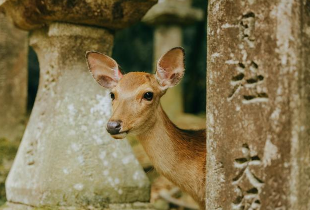 女生被日本小鹿戳破腿忍痛回国打针 被鹿顶伤会得破伤风吗?