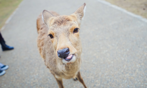 女生被日本小鹿戳破腿忍痛回国打针 被鹿顶伤会得破伤风吗? 女生被日本小鹿戳破腿忍痛回国打针 被鹿顶伤会得破伤风吗?