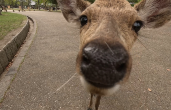 女生被日本小鹿戳破腿忍痛回国打针 被鹿顶伤会得破伤风吗? 女生被日本小鹿戳破腿忍痛回国打针 被鹿顶伤会得破伤风吗?