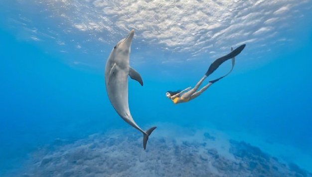 日本男子遭一头“性受挫”海豚袭击 海中遭遇海豚袭击如何逃命? 日本男子遭一头“性受挫”海豚袭击 海中遭遇海豚袭击如何逃命?