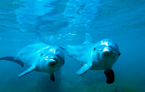 日本男子遭一头“性受挫”海豚袭击 海中遭遇海豚袭击如何逃命?