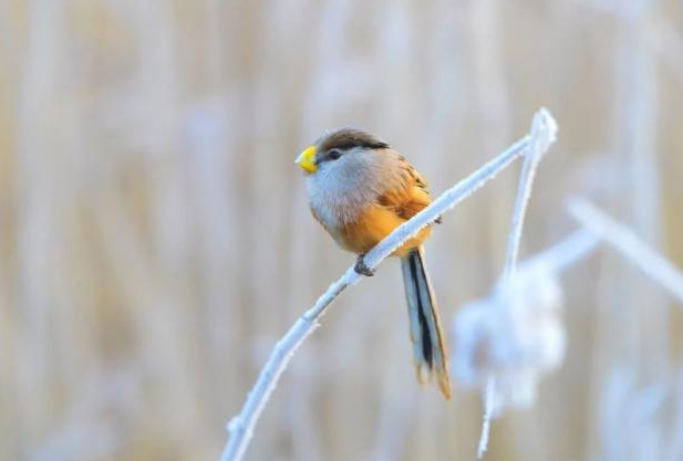 今日霜降这8种美食别忘吃，暖身养人润肤养颜健康入冬
