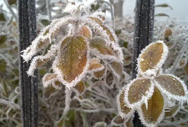 今日霜降这8种美食别忘吃，暖身养人润肤养颜健康入冬
