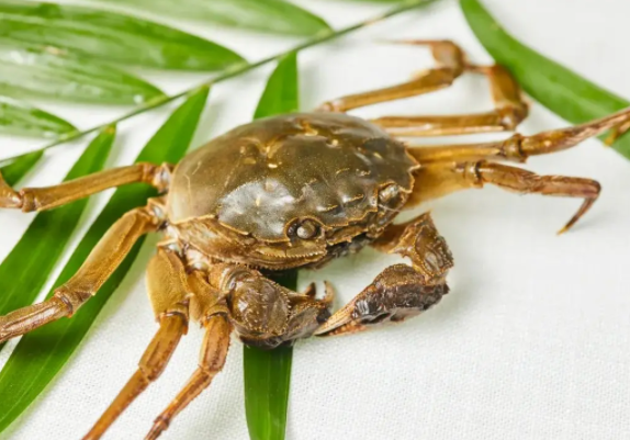 活螃蟹冷冻后怎么解冻?液氮速冻蟹能否安心食用?