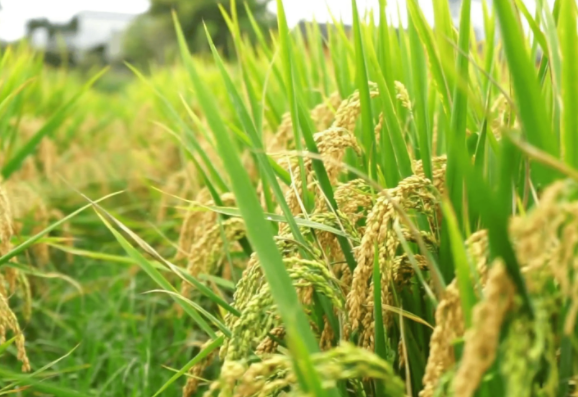 印度废止蒸谷米出口税政策 全球大米市场竞争愈演愈烈 印度废止蒸谷米出口税政策 全球大米市场竞争愈演愈烈