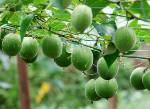 甜度是蔗糖300倍但热量极低!这种宝藏果子糖尿病人也能吃