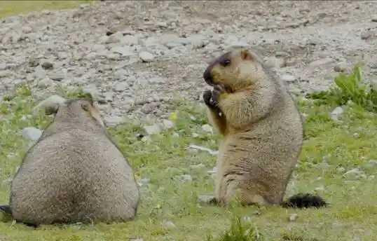 千万不要学哪吒去收土拨鼠 导演揭秘哪吒2土拨鼠原型地！