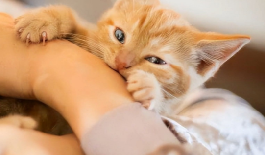 猫咪能感知主人的情绪吗?猫咪真的能“秒懂”我们情绪的吗? 猫咪能感知主人的情绪吗?猫咪真的能“秒懂”我们情绪的吗?