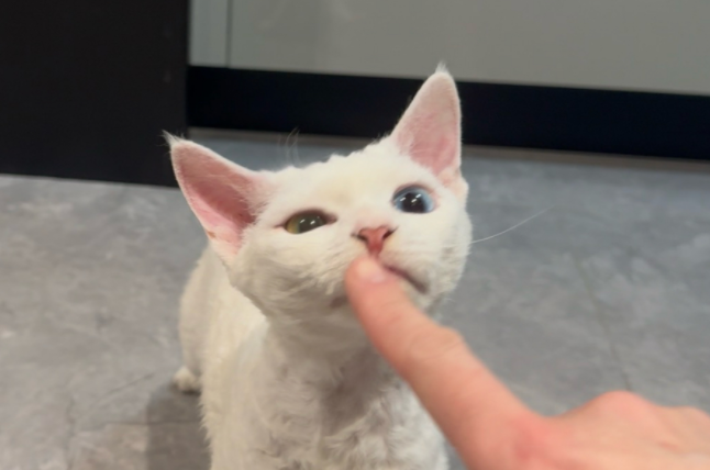 猫咪能感知主人的情绪吗?猫咪真的能“秒懂”我们情绪的吗? 猫咪能感知主人的情绪吗?猫咪真的能“秒懂”我们情绪的吗?