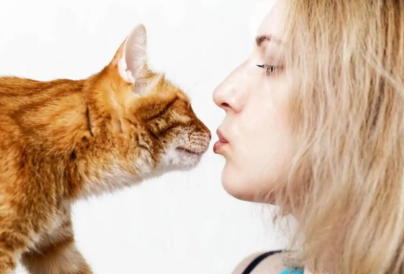 猫咪能感知主人的情绪吗?猫咪真的能“秒懂”我们情绪的吗?