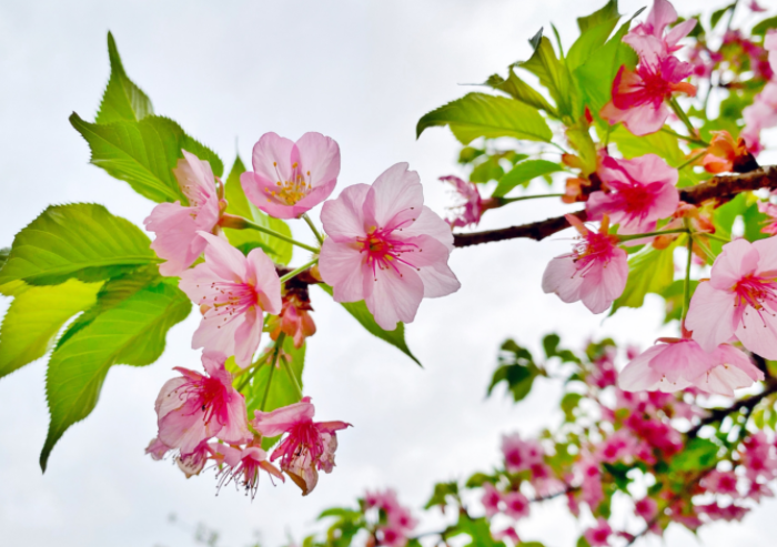 赏花赏景感受美好春日 西流湖公园梅花展今日开幕