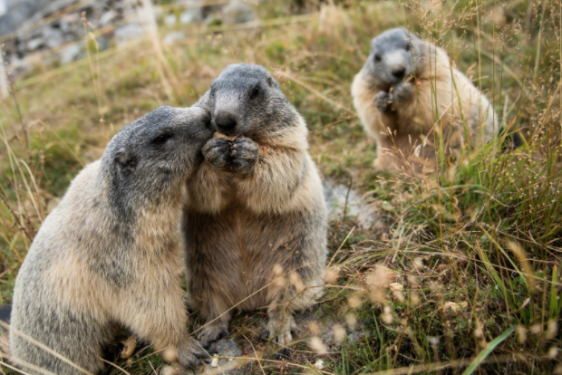 《哪吒2》热映土拨鼠火了 卫健委紧急提醒能传播鼠疫 再萌也别碰 《哪吒2》热映土拨鼠火了 卫健委紧急提醒能传播鼠疫 再萌也别碰
