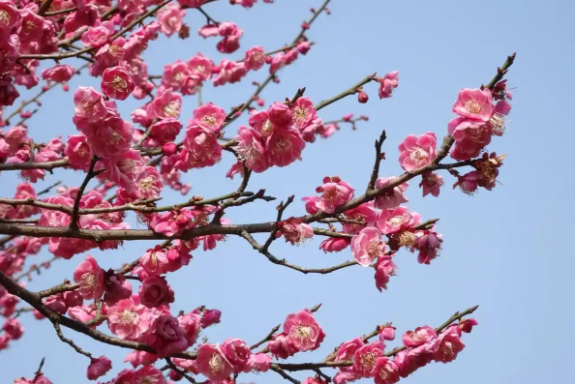 橘子洲梅花把古诗具象化了 长沙这些地方都能赏梅