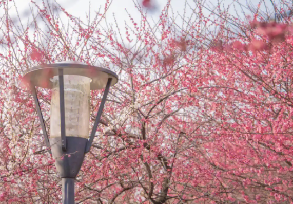 橘子洲梅花把古诗具象化了 长沙这些地方都能赏梅