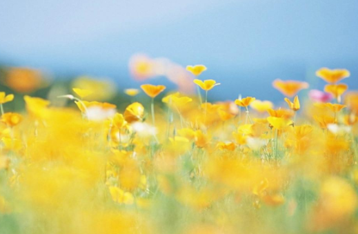 春分吃香菜一年日子旺,3月20日春分吃哪3香? 春分吃香菜一年日子旺,3月20日春分吃哪3香?