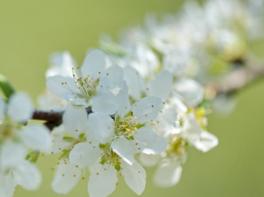 春分吃香菜一年日子旺,3月20日春分吃哪3香? 春分吃香菜一年日子旺,3月20日春分吃哪3香?