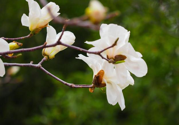 趵突泉和白玉兰太配了 济南最佳赏花期来了！