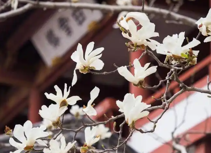 趵突泉和白玉兰太配了 济南最佳赏花期来了！