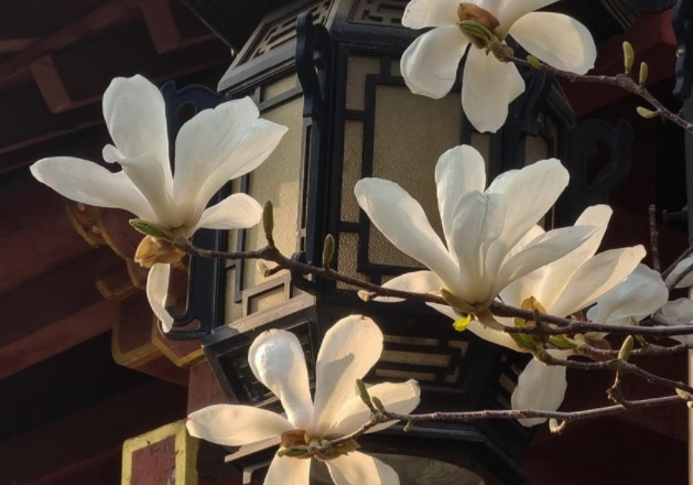 趵突泉和白玉兰太配了 济南最佳赏花期来了！