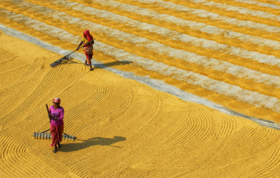 印度全面解禁大米出口 印度力争2030年末将农产品出口额翻倍 印度全面解禁大米出口 印度力争2030年末将农产品出口额翻倍