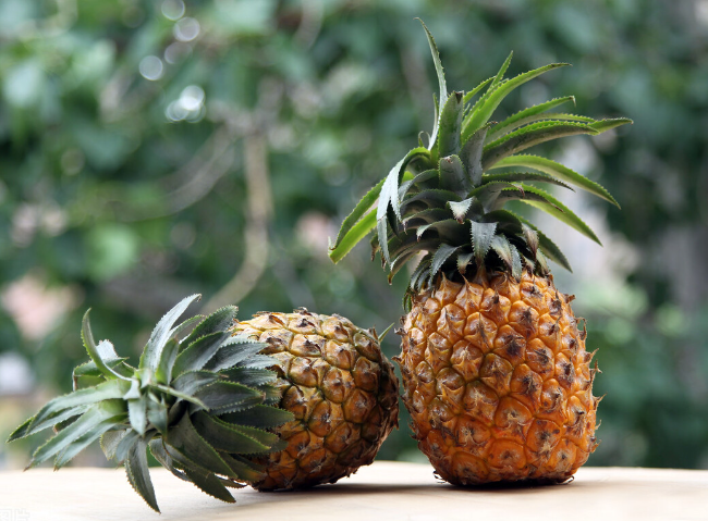 吃菠萝嘴疼竟是一种物理攻击!解决扎嘴的方法来了