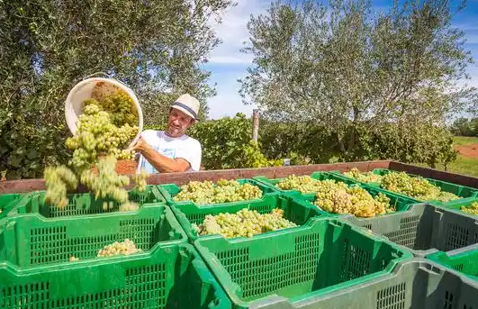 欧盟将取消对乌农产品免关税政策 欧盟取消对乌免关税将产生哪些影响