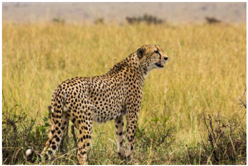 杭州那只外逃4年的豹子怎样了 杭州外逃金钱豹四年后仍行踪成谜