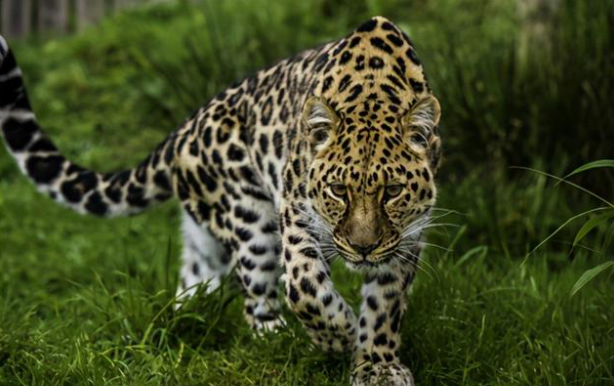 杭州那只外逃4年的豹子怎样了 杭州外逃金钱豹四年后仍行踪成谜