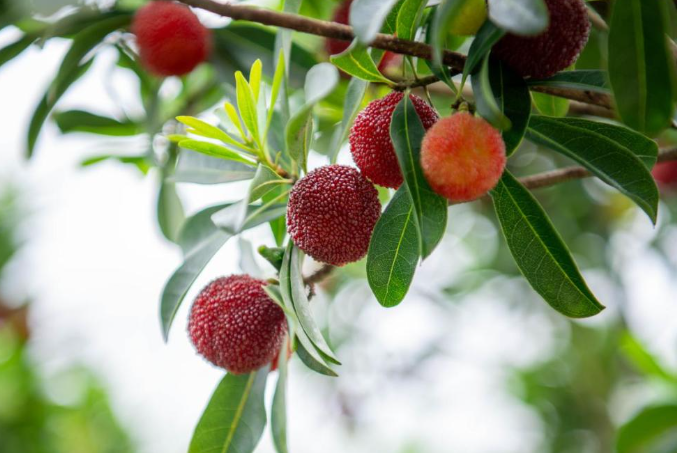 多人因吃杨梅引发高钾血症 杨梅虽甜肾不好的人却不能多吃
