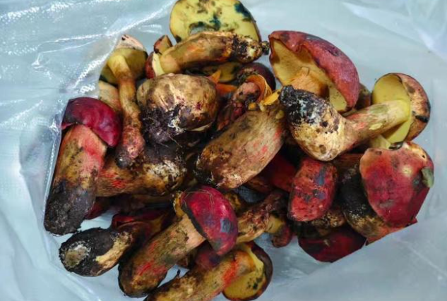 男子吃见手青中毒一直帮凤凰捋毛 为什么男子食用见手青后致幻