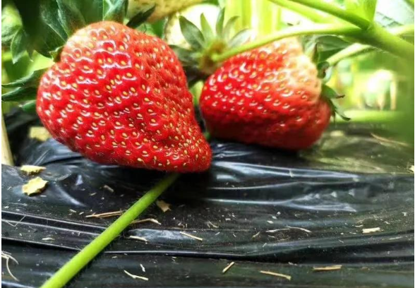 罕见草莓满月奇观就在今晚 草莓满月下次再看要2043年