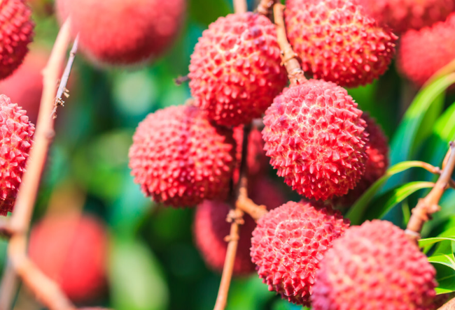 15岁少年贪食荔枝致昏迷 荔枝过量食用可致昏迷是为何？