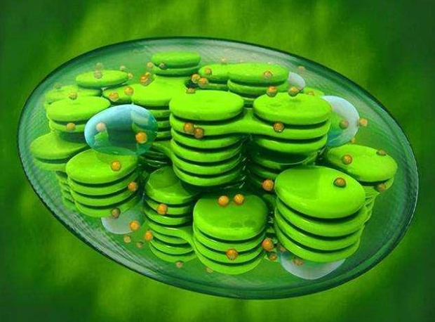 中国科学家推动“人工树叶”新进展 我国科学家造出新型人造树叶